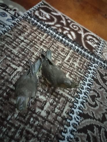 tutuquş: Nymfa tutuquşuları (Cockatiel) – boz və sarı tonlarda gözəl lələklər — 2