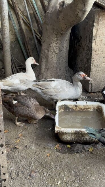 cins ineklerin qiymeti: Erkeyler 45 manat fereler 35 manata istiyen olsa vacapda elaqe — 8