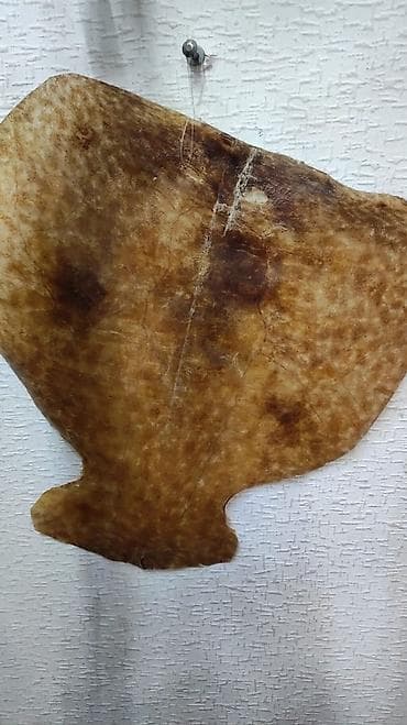 Balıq, Palmer dərisi Rast musiqi alətləri mağazası. Əhmədli lalafo.az -da Balıq, Palmer dərisi Rast musiqi alətləri mağazası. Əhmədli