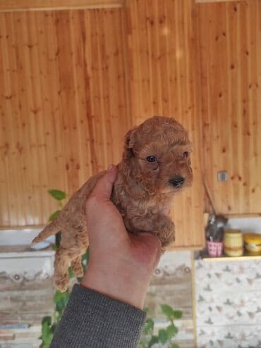 it şəkilləri: Pudel, Peyvəndli — 1