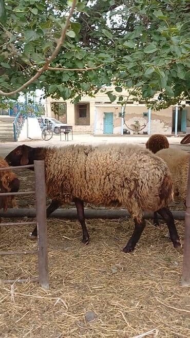 it etibarli ellere verilir: Erkək, il: 1, Damazlıq, Ünvandan götürmə — 2