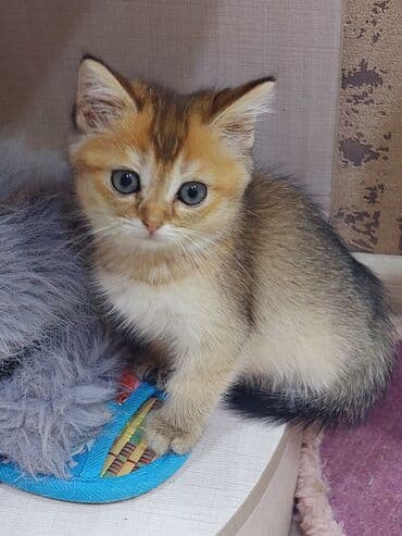 şotland pişiyi etibarlı əllərə verilir: Şotland, Dişi, Yaxşı əllərə, Ünvandan götürmə — 7