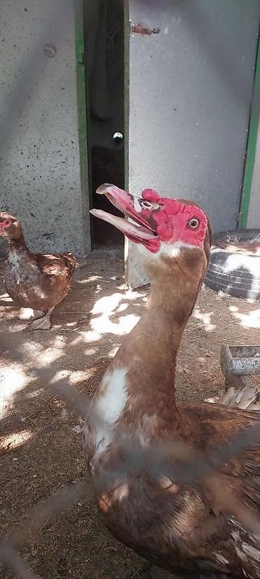 itlerin ucuz qiymete satisi: Dişi, | Lal ördək, Damazlıq — 7