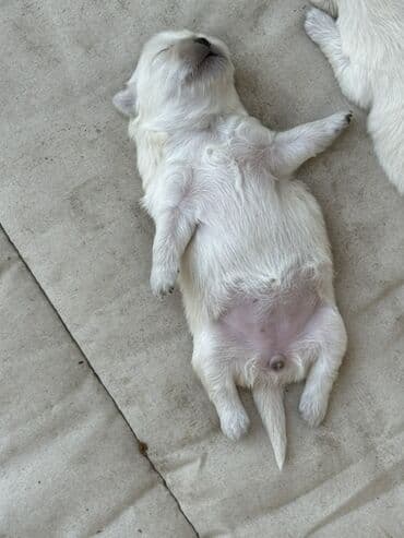 heyvan pişik: Pekines, 1 ay, Erkek, Pulsuz çatdırılma — 4
