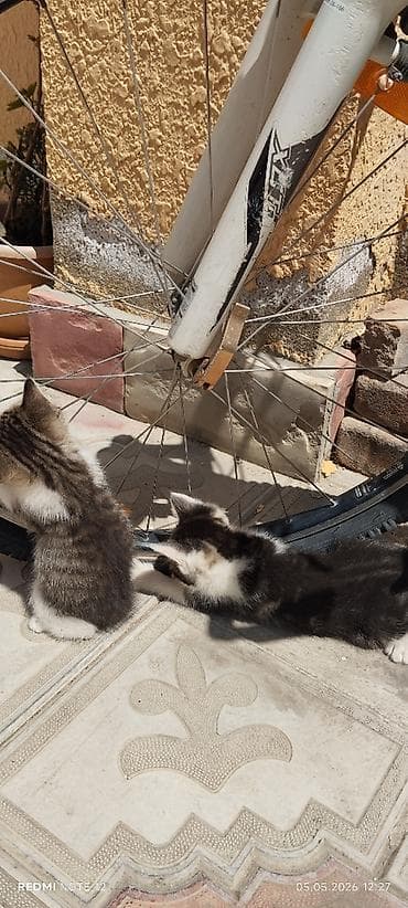 bakida itlerin satisi: Yaxşı əllərə, Ünvandan götürmə — 4