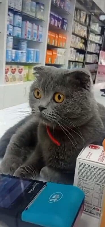 где можно купить котенка: Şotland yastı qulaq, Dişi, Yaxşı əllərə, Ünvandan götürmə, Ödənişli çatdırılma — 7