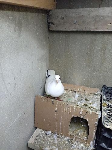 qara avstrolop: Orta 1 tük qara quyruq qaya - Növ: ev göyərçini (ağ lələklər — 1