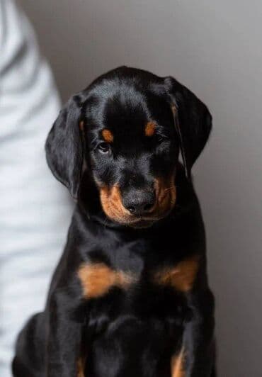 Akvariumlar: Doberman, 2 ay, Erkek, Sənədli, Pulsuz çatdırılma — 4