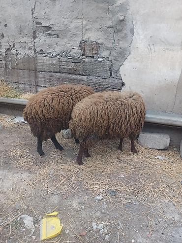 Quşlar: 11 ayligdi diri ceksin 65 kilodu ikisi bir yerde 1050 manat qoçlugda — 4