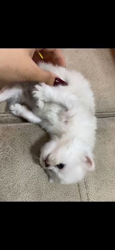 продам котенка британца: Британская — 4