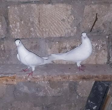 göyerçin yuvası: 20 gun olar binanın üsde QALİR. qalxır toz kimi batır yerin tapmır — 5