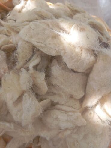yun: Təbii qoyun yunu – açıq krem rəngli, yüngül və elastik liflər. Əl — 1