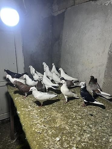 Kimə nə lazm olar yazar