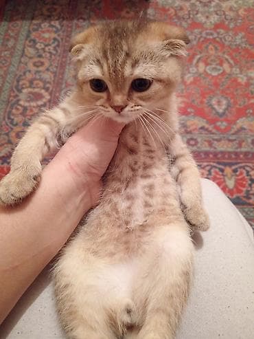 Britan yastı qulaq, Erkək — 7