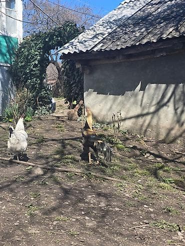 Бараны, овцы: Sarı-qara rəngli xoruz - Uzun quyruqlu, incə quruluşlu, hündürboy — 8