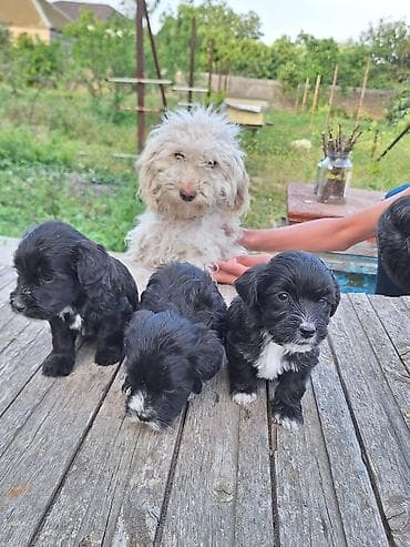 it satilir ucuz: 1 ay, Peyvəndli — 5