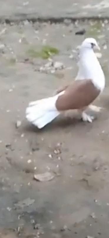 Quşlar göz qabağındadı vaxtım olmadığı üçün baxa bilmirəm heyvanların