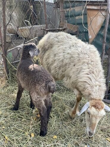yuxuda qaz balalari gormek: Ana bala qoyun satılır cavan sağlam heyvandı balası teze olubdu — 1