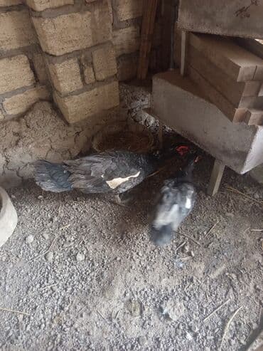 Salam yerli və cins ördəklər satılır 20-70 manat arası ünvan Gəncə -
