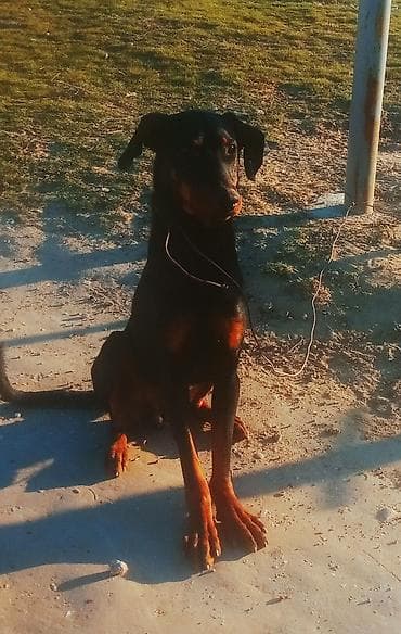 doberman satisi: Doberman, 9 ay, Erkek — 5