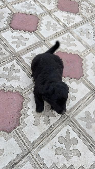 zvanok it satilir: Labrador Retriver 12.04.26 dogulublar qurd dermanlari verilib dişi — 2