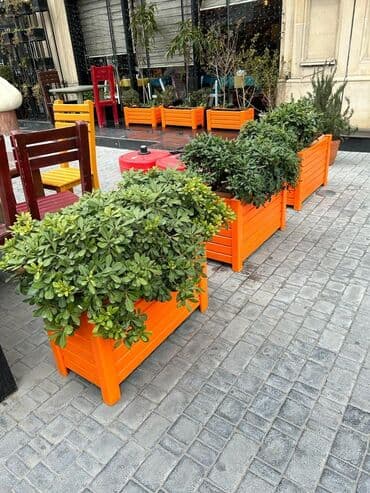 ev bitkiləri: Uzunluq 80 sm. hundurluk 53sm eni 34sm — 2