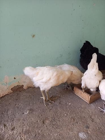 keçi satışı: Toyuq cücələri, Damazlıq, Ünvandan götürmə — 4