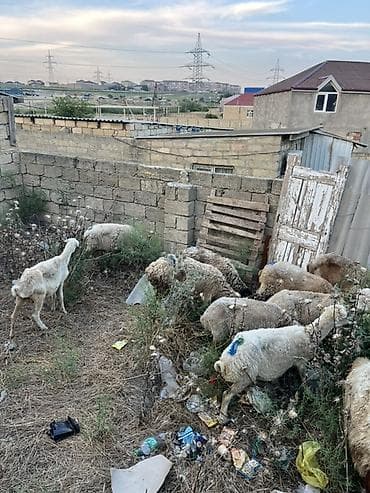 qoyunlar goycay: Qoyun sürüsü – yerli cins qarışığı - Təyinat: ət və damazlıq üçün — 2