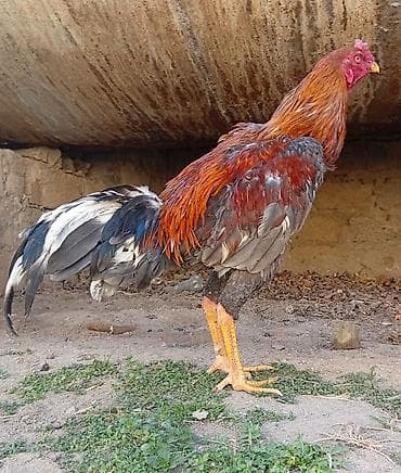 Xoruz, il: 1, Ünvandan götürmə