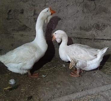 Cütünü 250 manata deyirəm. yumurtlayırda