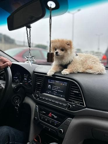 Cins: Pomeranian (Boo tipli) Rəng: Krem/açıq şaftalı Ölçü: Kiçik