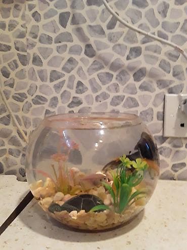 akvarium balaca: Şüşə akvarium dəsti - Dairəvi, şəffaf şüşə akvarium (balaca ölçülü — 7