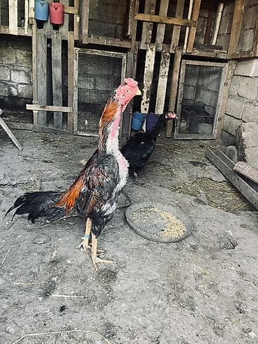 heyratı xoruzu: Təmiz qan heyvanların mayalı yumurtaları satılır. Xoruz təmiz qan — 3