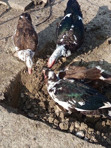 Keçi, çəpiş: Dişi, | Lal ördək, Damazlıq, Ünvandan götürmə — 8