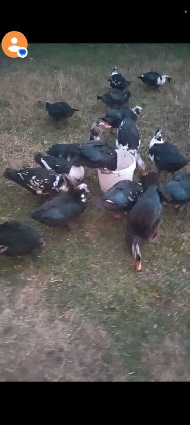 Musk ördəkləri (barbarı) satılır. - Rənglər: qara, ağ və qarışıq