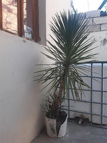 Drasena (Yucca tipli) dekorativ otaq/eyvan bitkisi - Növ: Kəsici