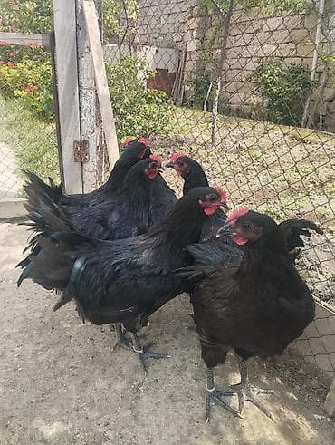 Toyuqlar: Toyuq, Australorp, Damazlıq, Ünvandan götürmə — 2