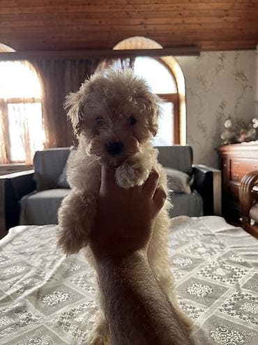 balaca şirin itler: Pudel, 2 ay, Dişi, Pulsuz çatdırılma — 4