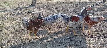 quşlar: Toyuq, Damazlıq — 6