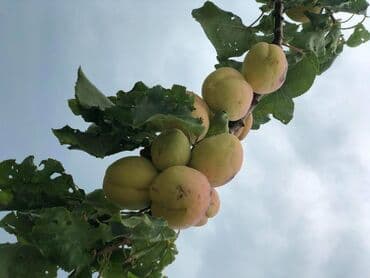 kirayə evlər 2022 bakı: Bakı, Bilgəh qəs., 400 kv. m, 7 otaqlı, Hovuzsuz, Artezian quyusu, Kanalizasiya, Kombi — 14