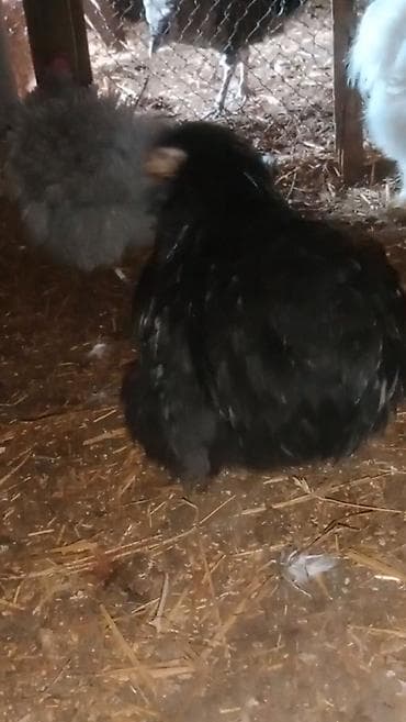 mal bazari 2020: 1 ədəd karlix koxin fərəsi satılır təmiz Türkiyədən gəlmədi — 1