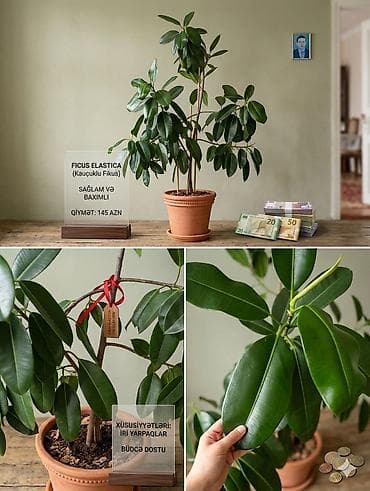 Məhsul: Ficus elastica (Kauçuklu fikus) – iri yarpaqlı, dekorativ otaq
