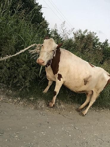 toyuq ucuz qiymete: Süd inəyi – al-qəhvəyi və ağ rəngli, iri bədən quruluşlu — 1