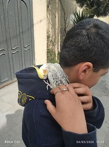 Fiko satişda 9 ayliq ruçnoy Nimfa (Cockatiel) – sarı çopkalı, boz-ağ