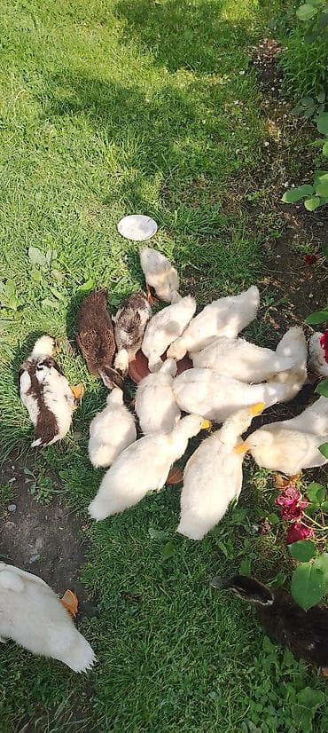 heyvan satisi tap az: 4 ana 21 böyük bala 14 balaca analar yumurtlayir Pekin ördəkləri — 1