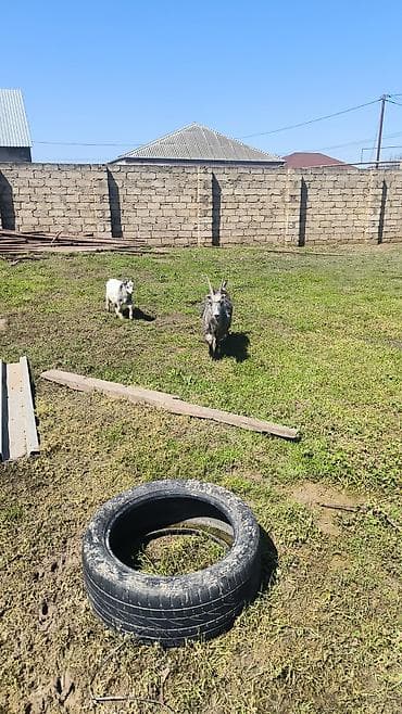 hələp kecisi: Ag keci 4 qarin disi ana bala 2 inci qarindi bala erkek uzun buynuzu — 3