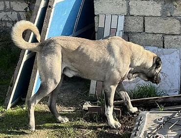 xaski itleri satisi: Kanqal, Peyvəndli — 2