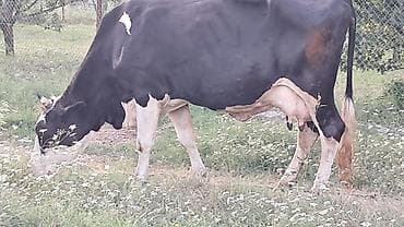 akvarium satışı: Təmiz qan smental düyə satılır dörd aylıq boğazdı təzə doğanda 20litr — 8