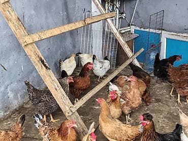 toyuq adi: Toyuq, Yumurtalıq — 4