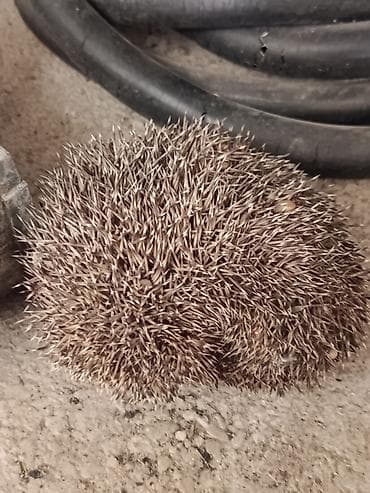 yardimli sekilleri: Kirpi – təbii zərərverici ovçusu Məhsul təsviri: - Gecə aktiv olan — 4